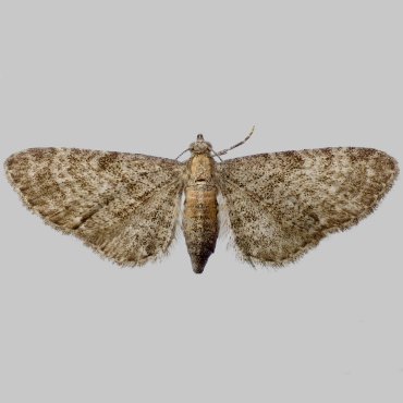 Picture of Haworth's Pug - Eupithecia haworthiata