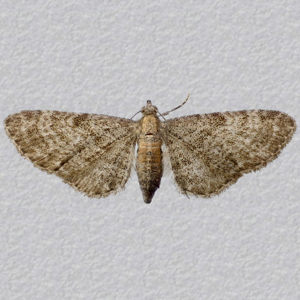 Image of Haworth's Pug - Eupithecia haworthiata