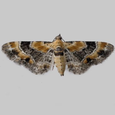 Picture of Toadflax Pug - Eupithecia linariata*