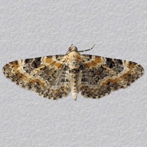 Image of Foxglove Pug - Eupithecia pulchellata*