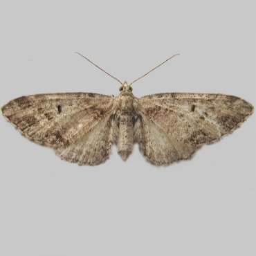 Picture of Mottled Pug - Eupithecia exiguata