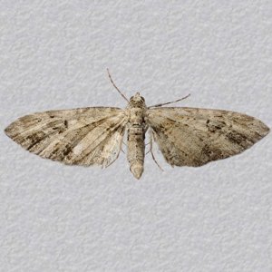 Image of Mottled Pug - Eupithecia exiguata