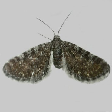 Picture of Marsh Pug - Eupithecia pygmaeata