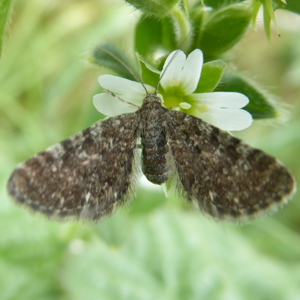 Image of Marsh Pug - Eupithecia pygmaeata