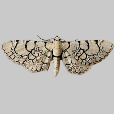 Picture of Netted Pug - Eupithecia venosata