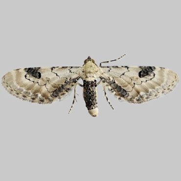 Picture of Lime-speck Pug - Eupithecia centaureata