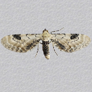 Image of Lime-speck Pug - Eupithecia centaureata