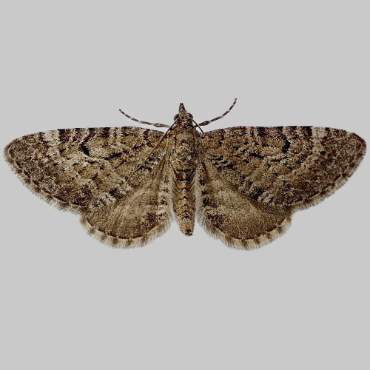 Picture of Freyer’s Pug - Eupithecia intricata arceuthata