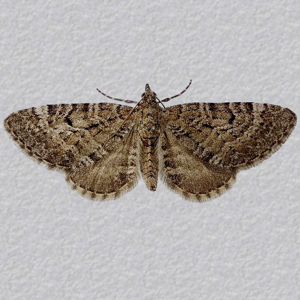 Image of Freyer’s Pug - Eupithecia intricata arceuthata