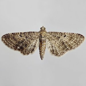 Image of Satyr Pug - Eupithecia satyrata satyrata*