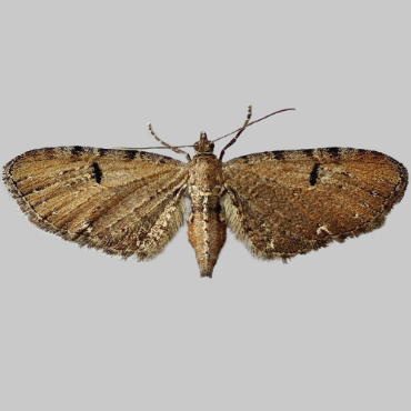 Picture of Currant Pug - Eupithecia assimilata*