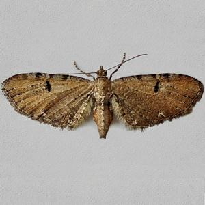 Image of Currant Pug - Eupithecia assimilata*