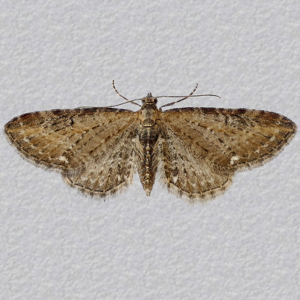 Image of Common Pug - Eupithecia vulgata