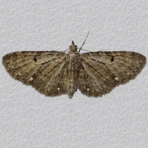 Image of White-spotted Pug - Eupithecia tripunctaria