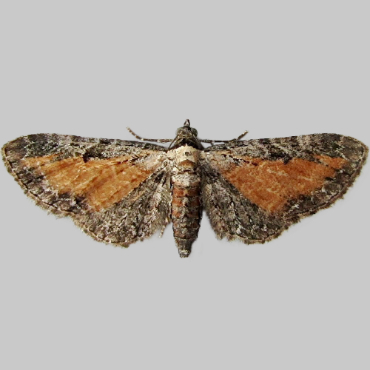 Picture of Tawny Speckled Pug - Eupithecia icterata fulvata