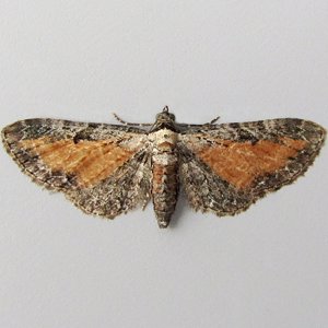 Image of Tawny Speckled Pug - Eupithecia icterata fulvata