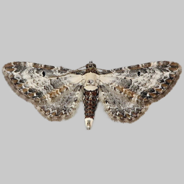 Picture of Bordered Pug - Eupithecia succenturiata