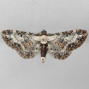 Image of Bordered Pug - Eupithecia succenturiata