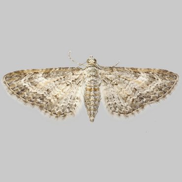 Picture of Shaded Pug - Eupithecia subumbrata