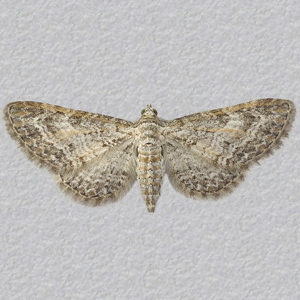Image of Shaded Pug - Eupithecia subumbrata