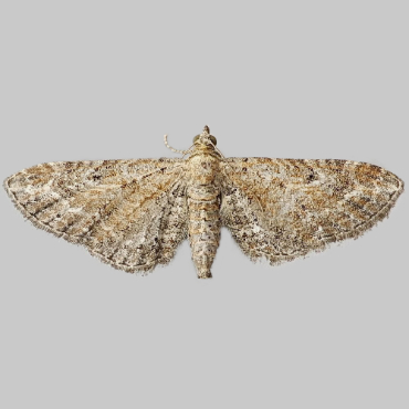 Picture of Yarrow Pug - Eupithecia millefoliata*