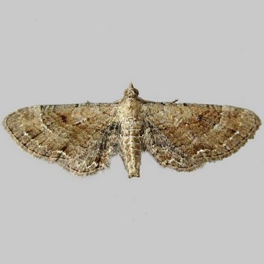 Picture of Plain Pug - Eupithecia simpliciata*