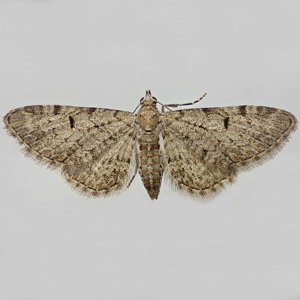 Image of Thyme Pug - Eupithecia distinctaria