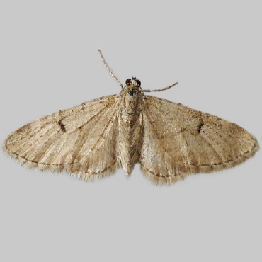 Picture of Ochreous Pug - Eupithecia indigata*