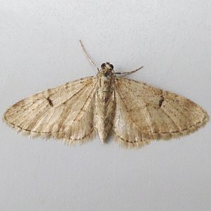 Image of Ochreous Pug - Eupithecia indigata*