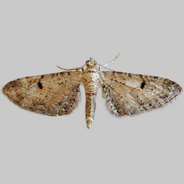 Picture of Pimpinel Pug - Eupithecia pimpinellata