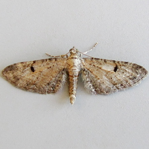 Image of Pimpinel Pug - Eupithecia pimpinellata