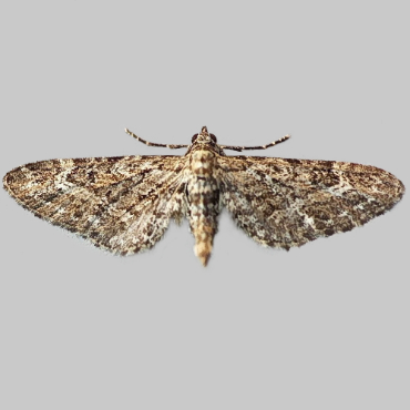 Picture of Narrow-winged Pug - Eupithecia nanata*