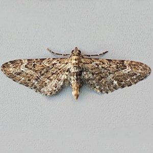 Image of Narrow-winged Pug - Eupithecia nanata*