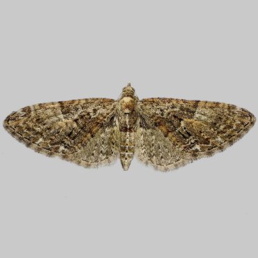 Picture of Brindled Pug - Eupithecia abbreviata*