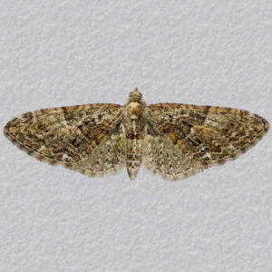 Image of Brindled Pug - Eupithecia abbreviata*