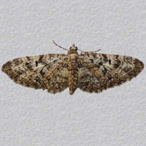 Image of Oak-tree Pug - Eupithecia dodoneata*