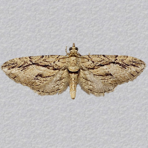 Image of Cypress Pug - Eupithecia phoeniceata