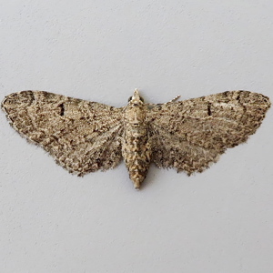 Image of Channel Islands Pug - Eupithecia ultimaria