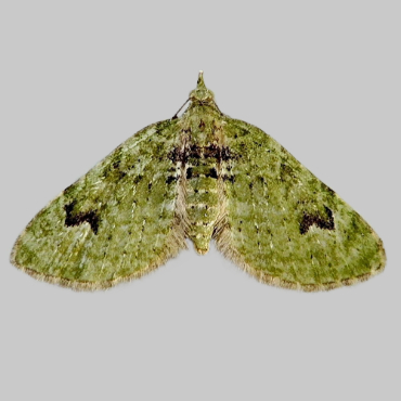 Picture of V-Pug - Chloroclystis v-ata