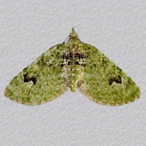 Image of V-Pug - Chloroclystis v-ata