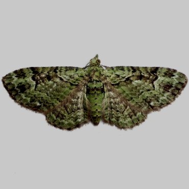 Picture of Green Pug - Pasiphila rectangulata