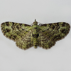 Image of Green Pug - Pasiphila rectangulata