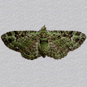 Image of Green Pug - Pasiphila rectangulata