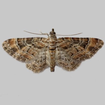 Picture of Double-striped Pug - Gymnoscelis rufifasciata