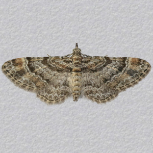 Image of Double-striped Pug - Gymnoscelis rufifasciata