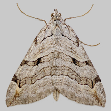 Picture of Treble-bar - Aplocera plagiata*