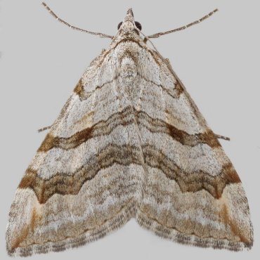 Picture of Lesser Treble-bar - Aplocera efformata*