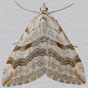 Image of Lesser Treble-bar - Aplocera efformata*