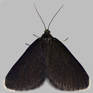 Image of Chimney Sweeper - Odezia atrata