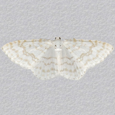 Top - 3
